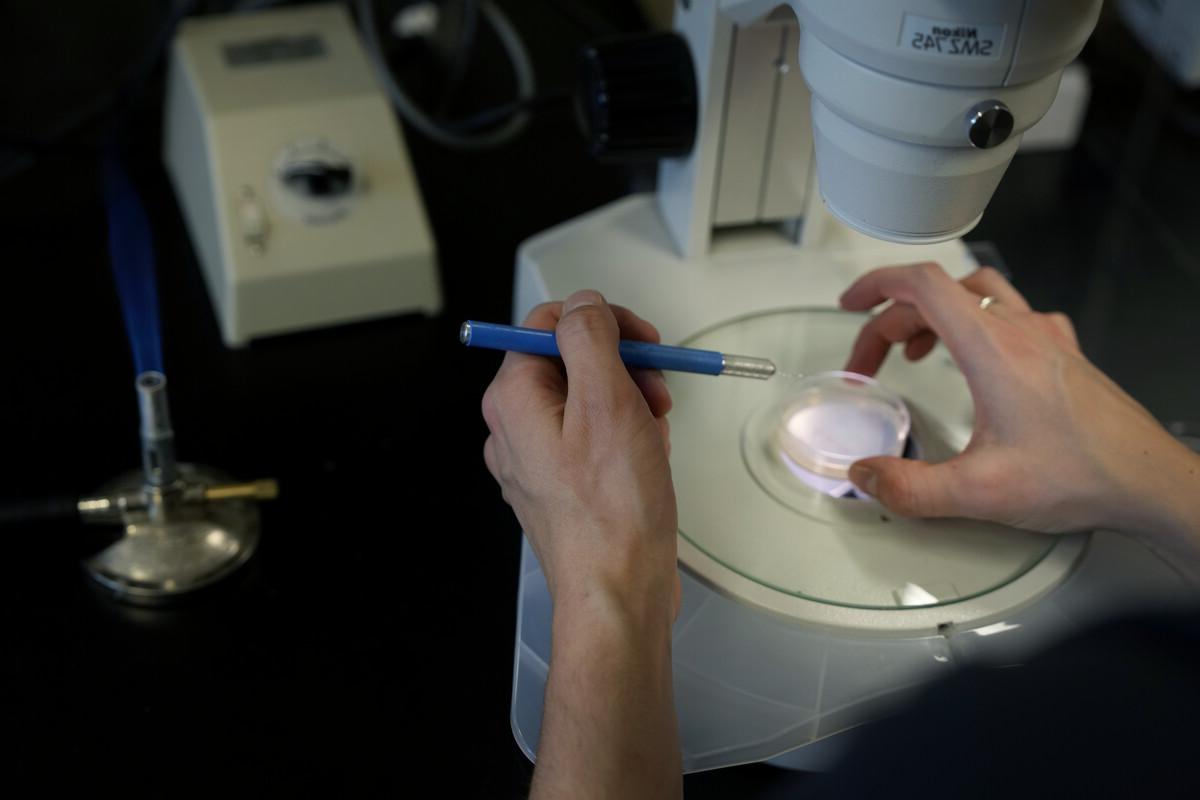 Close up of someone's hands using a tool on a petri dish under a microscope